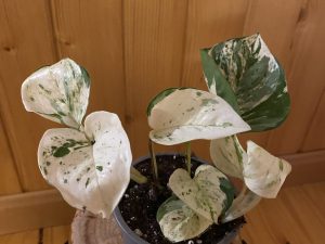 Poto scindunpsus happy leaf