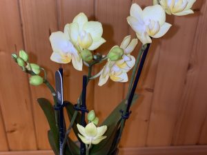 Orquídea pequeña color amarillo