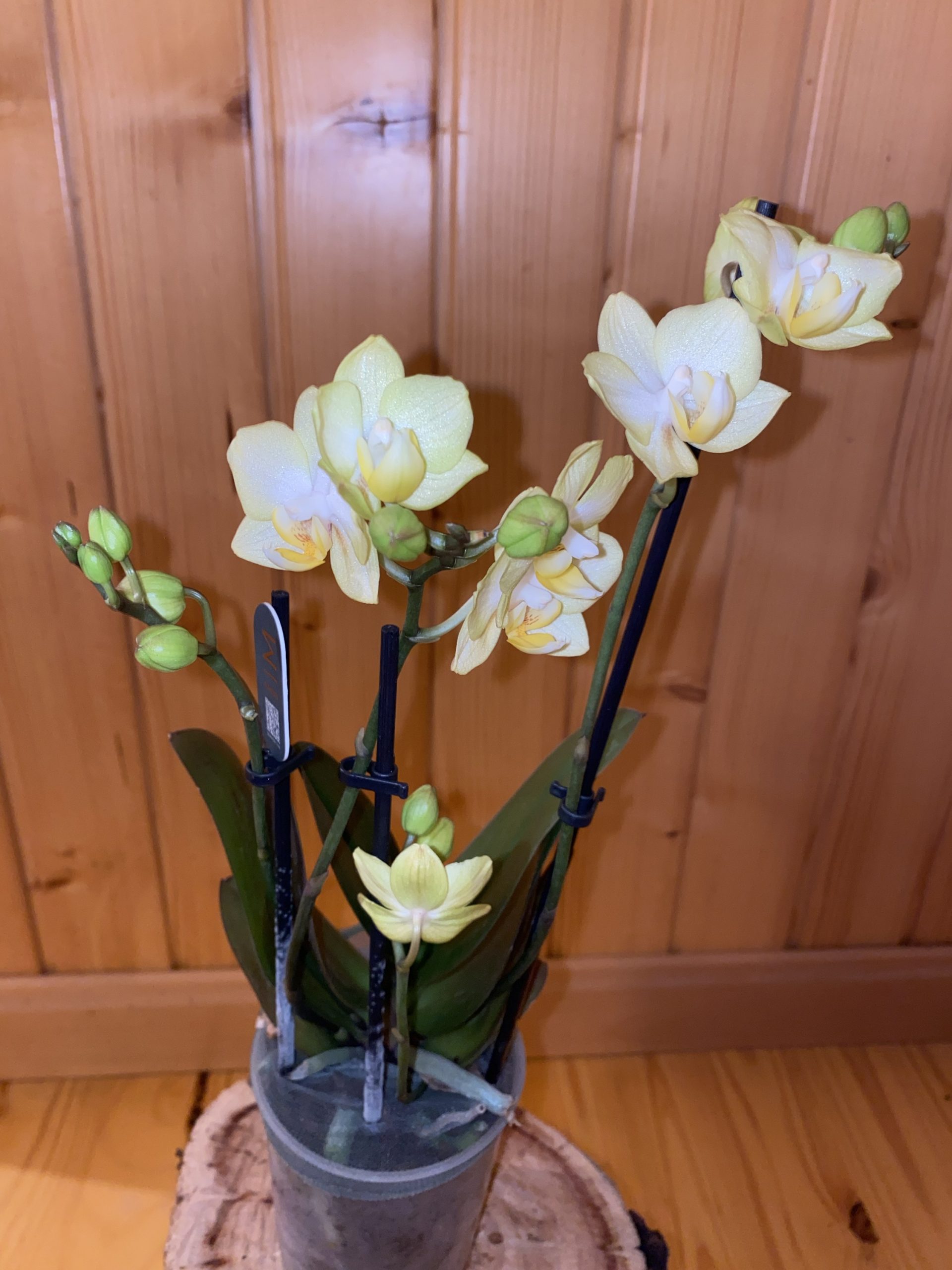 Orquídea pequeña color amarillo