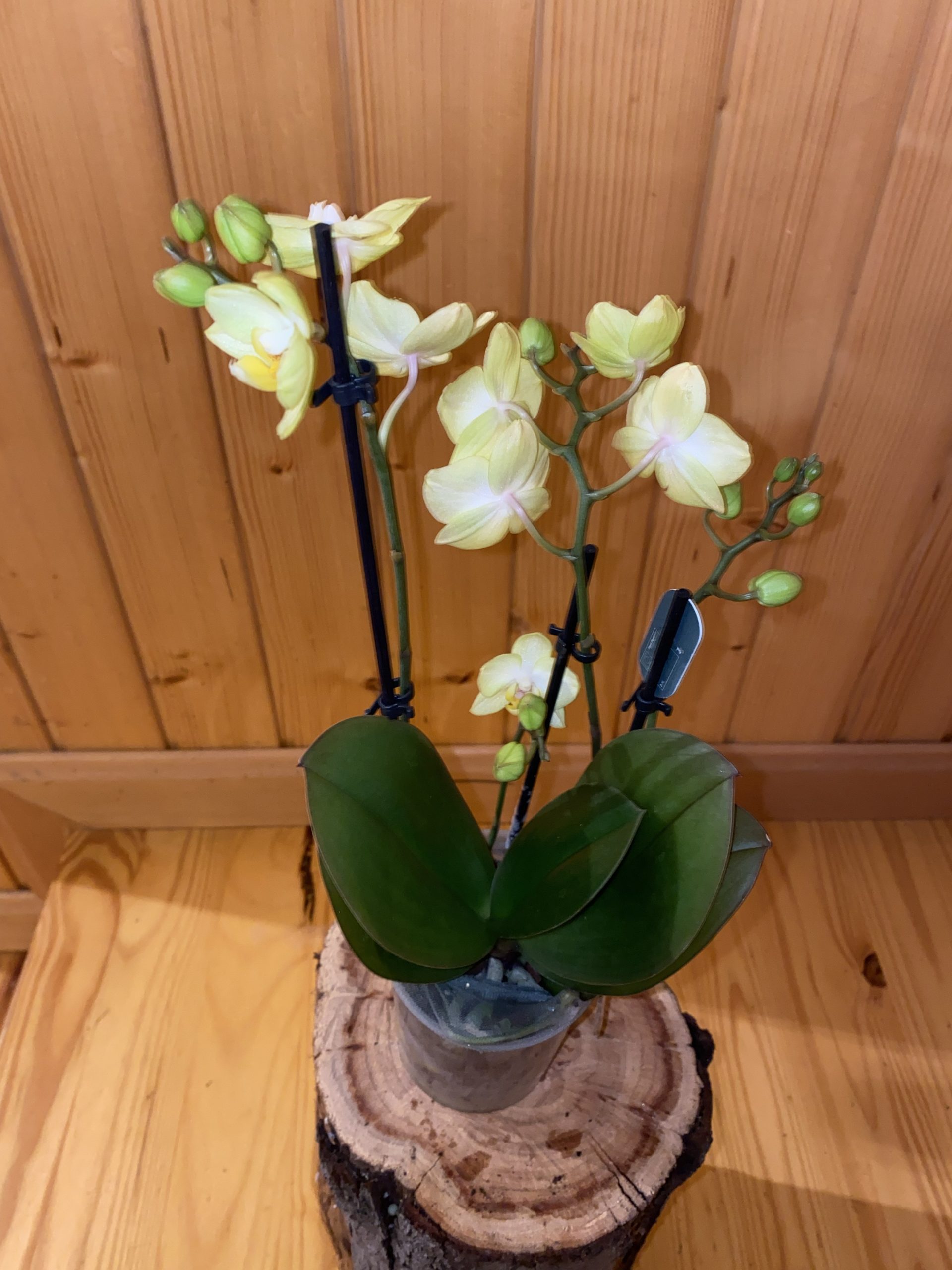 Orquídea pequeña color amarillo - Imagen 2