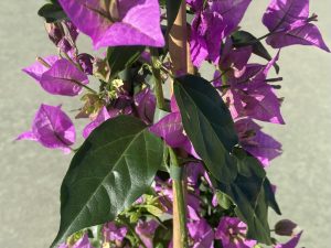 Buganvilla pirámide